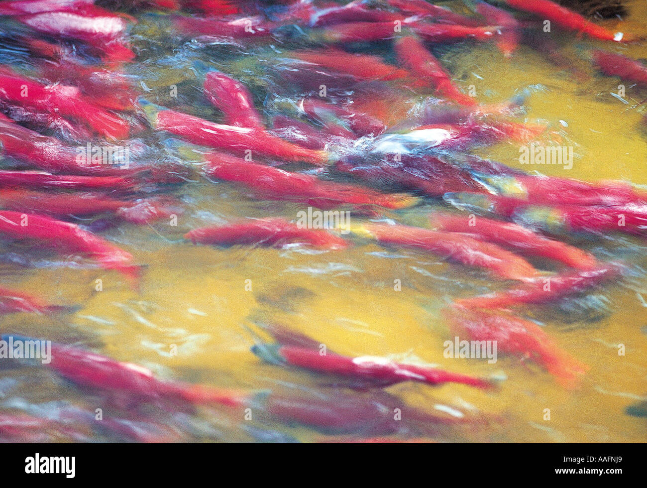 Swarm of red Sockeye Salmon swimming upstream to spawn, Brooks River Alaska. Stock Photo