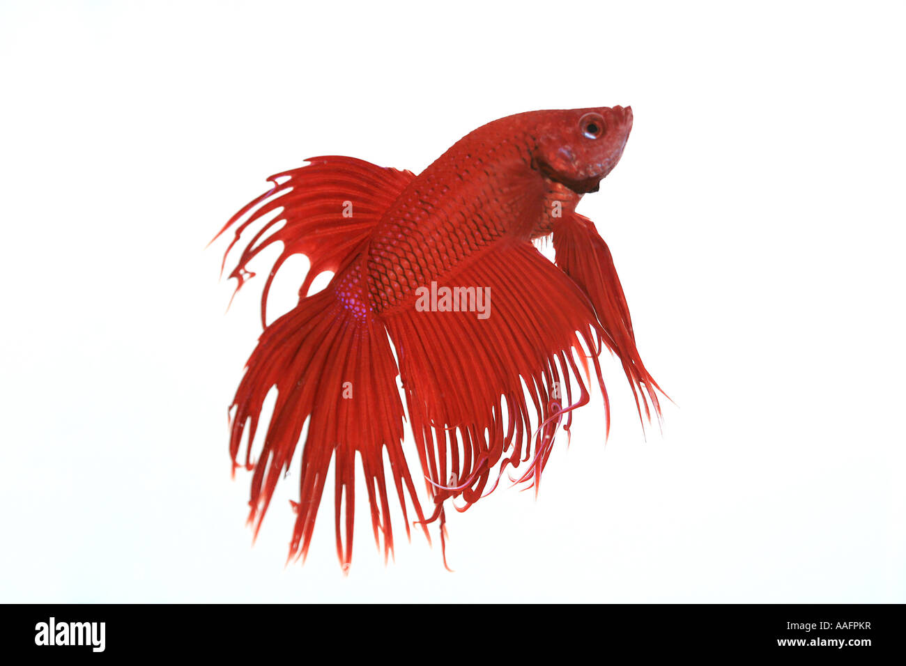 Blood red Crowntail Betta Splendons Stock Photo