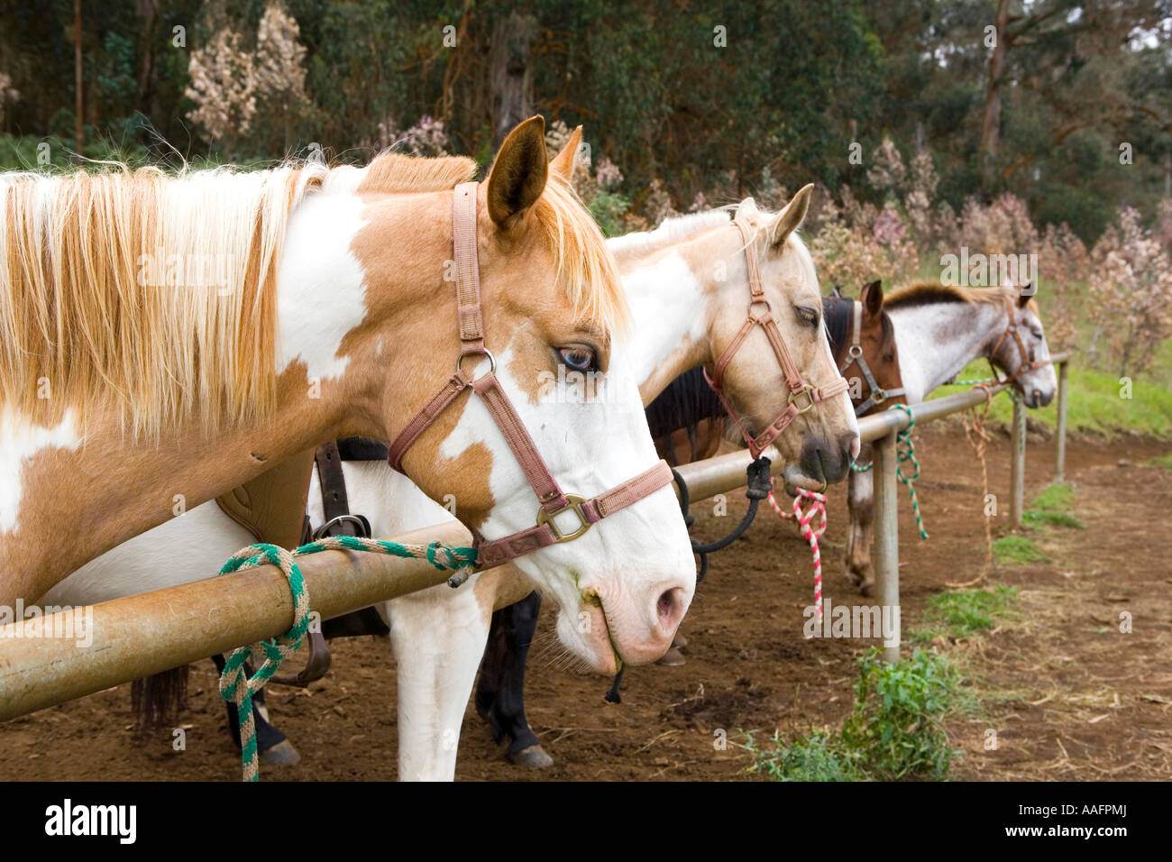 Trail Horses Resting At Hitching Post Stock Photo - Alamy