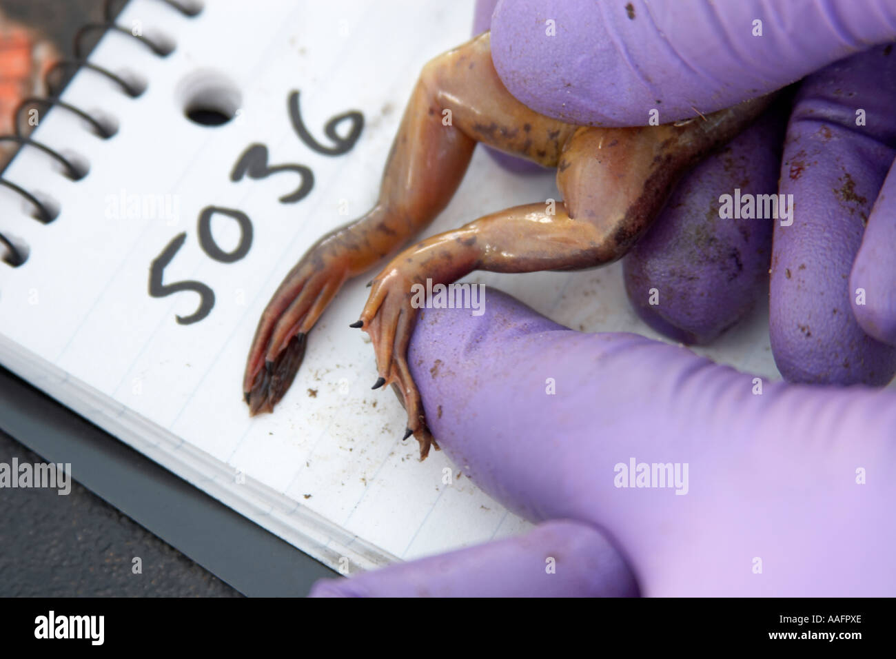 SES Scientific Exploration Society Blue Nile expedition 200511 Stock