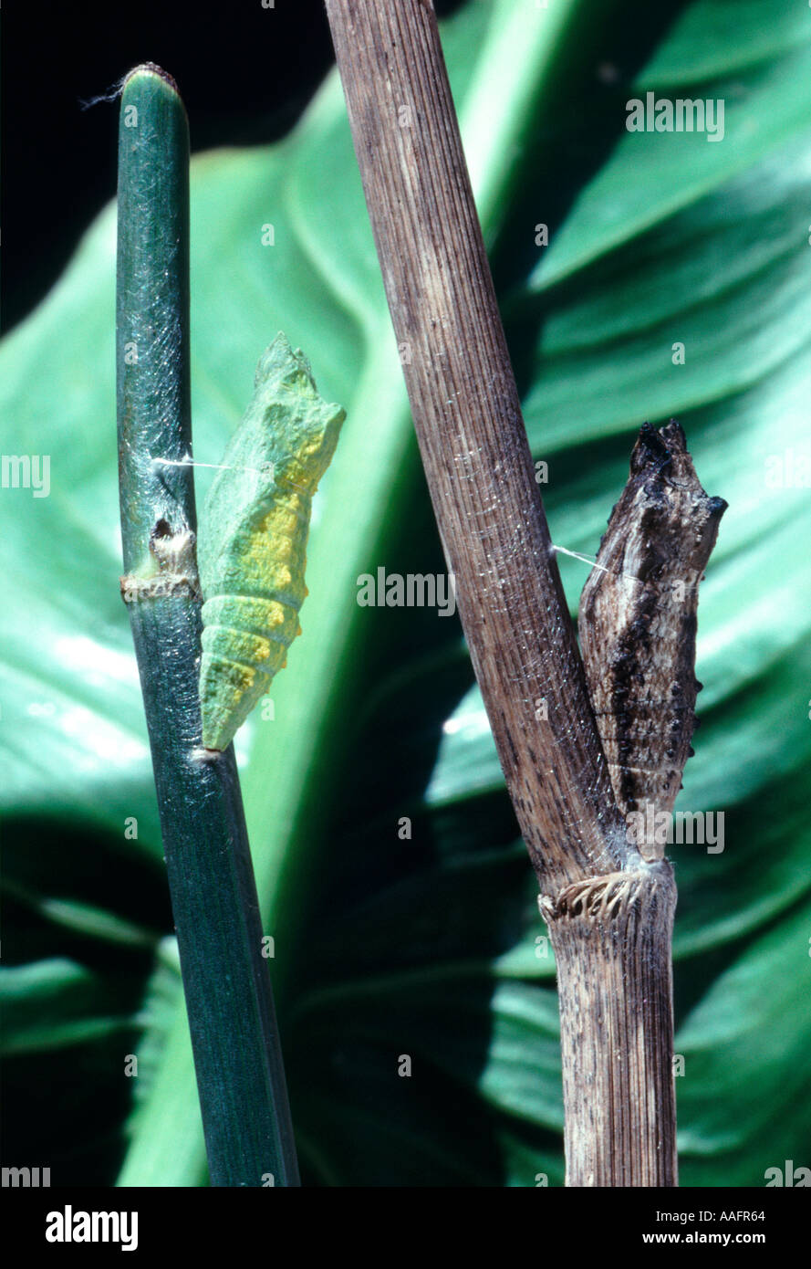 Chrysalises hires stock photography and images Alamy