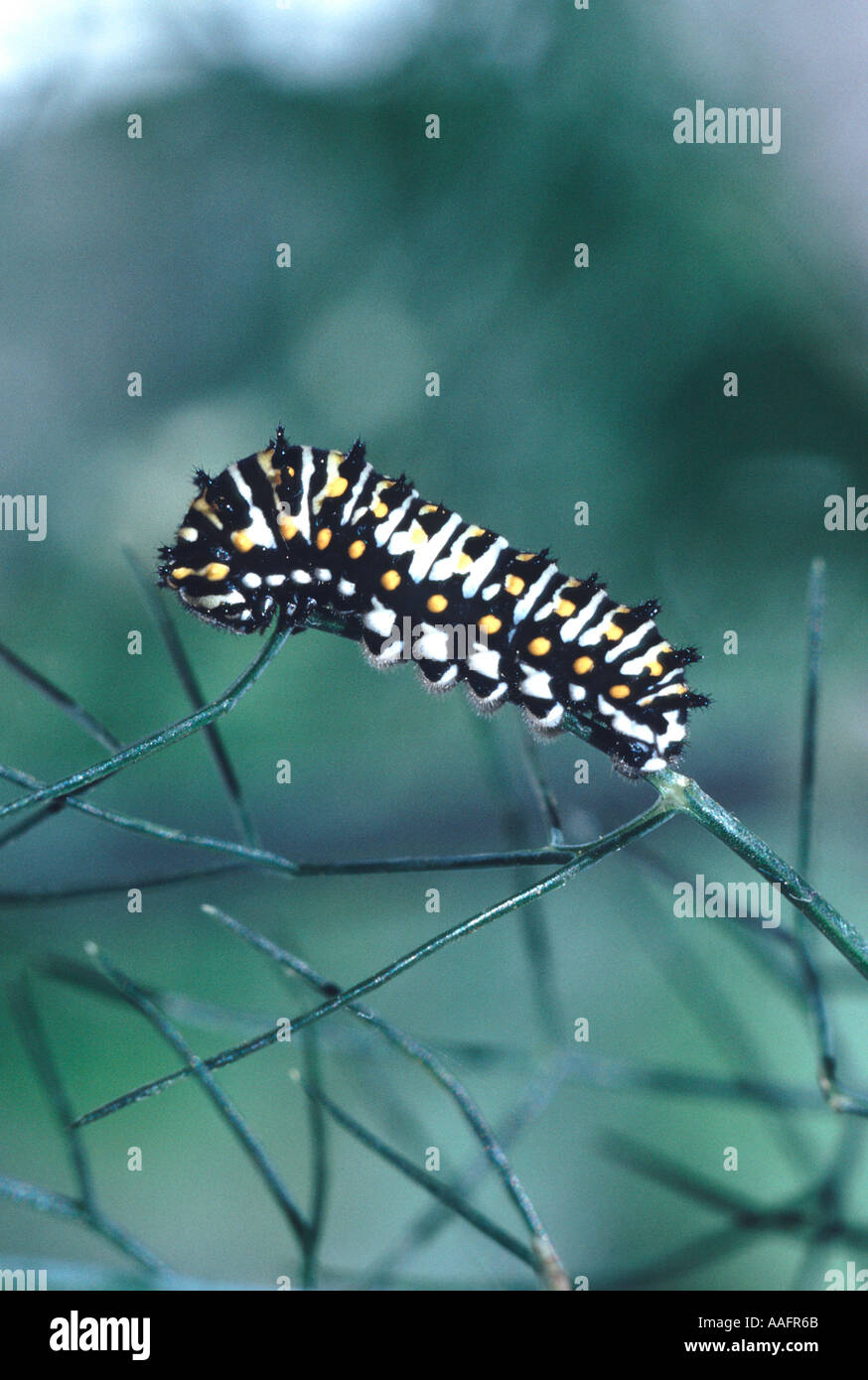 18448 young Anise swallowtail butterfly Papilio zelicaon caterpillar on a backyard garden fennel plant San Francisco Californ Stock Photo