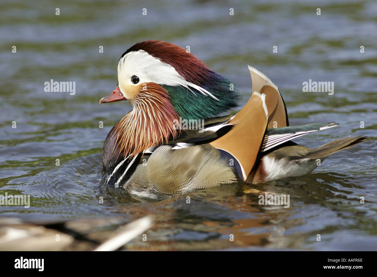 endangered Mandarin duck Aix galericulata swimming castle espie county