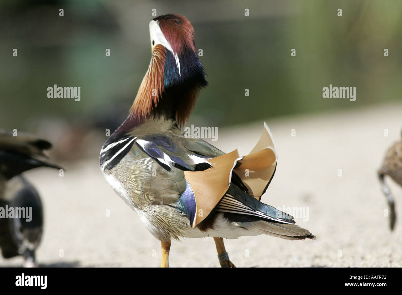 endangered Mandarin duck Aix galericulata displaying castle espie