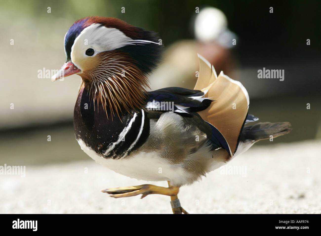 endangered Mandarin duck Aix galericulata displaying castle espie