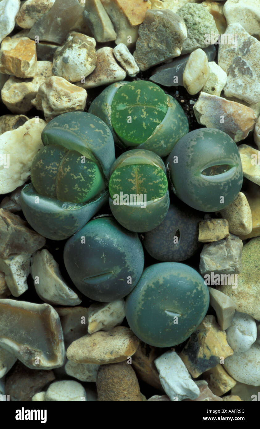 Lithops Living stones Stock Photo