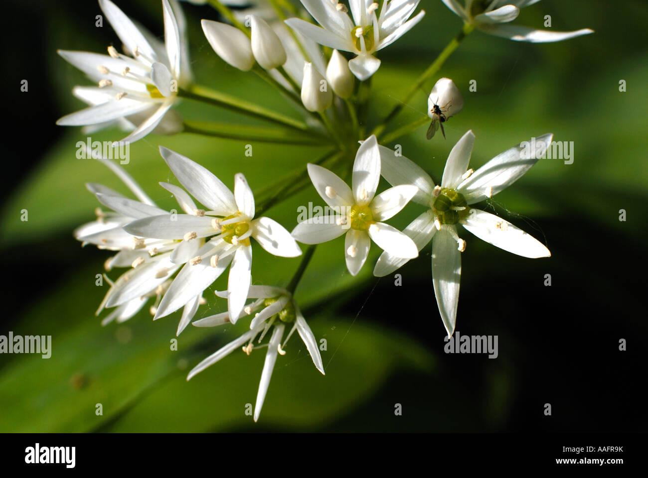 Wild onion hi-res stock photography and images - Alamy