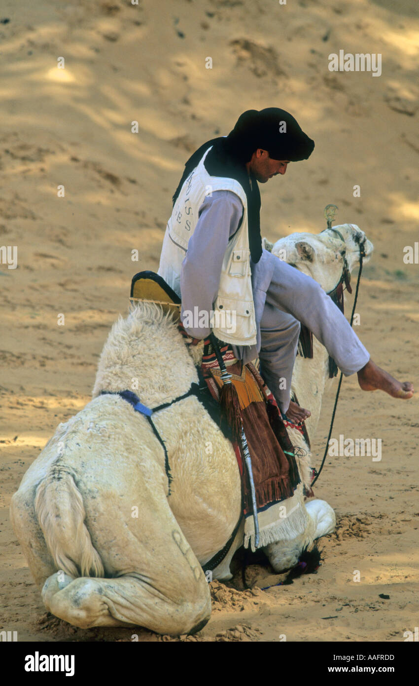 Bedouin on a dromadery Stock Photo