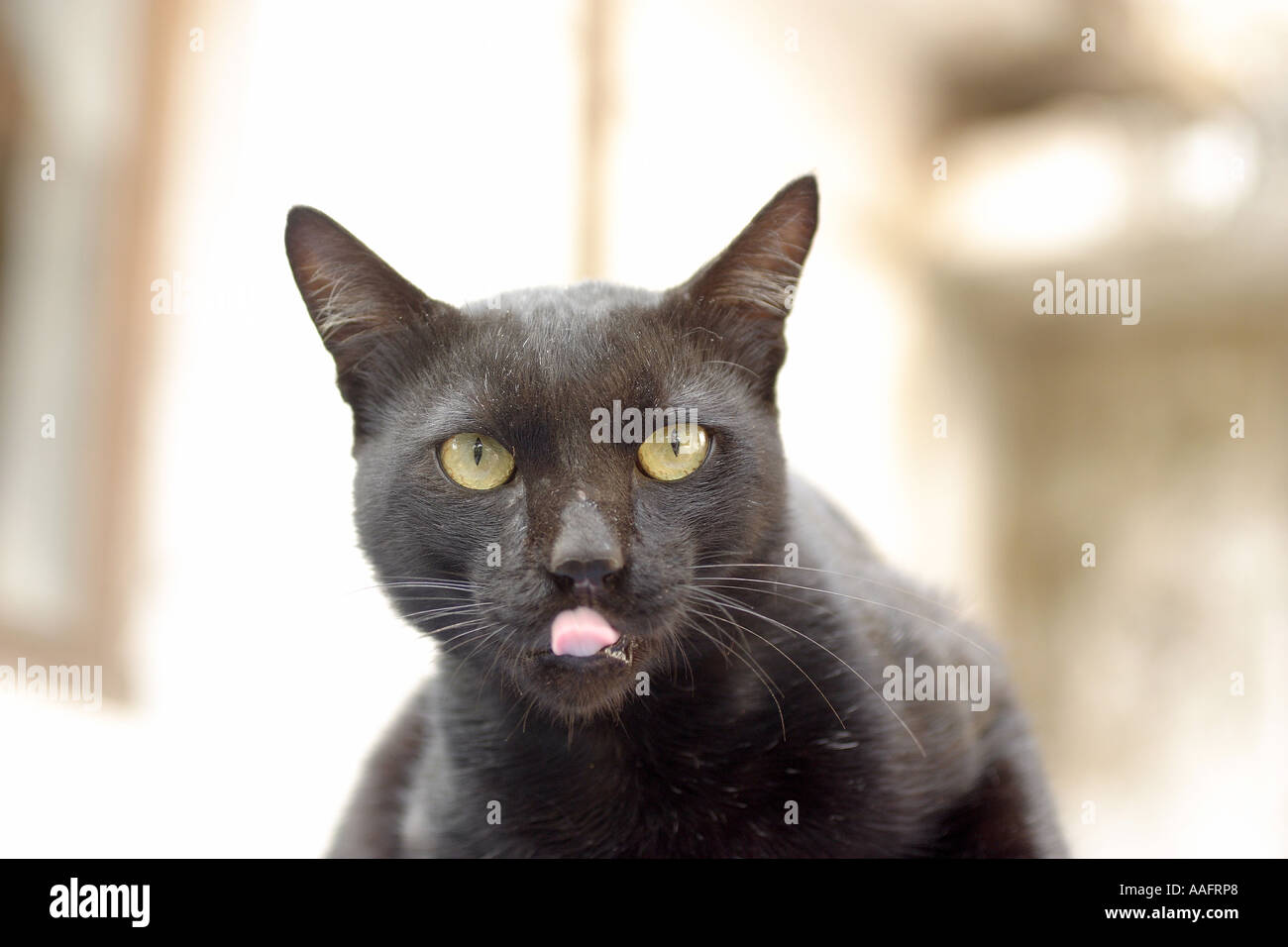 HPA78550 Black Cat looking at camera lips showing licking tounge Stock Photo
