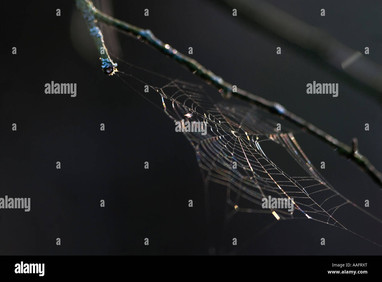 Spiders web in forest Stock Photo