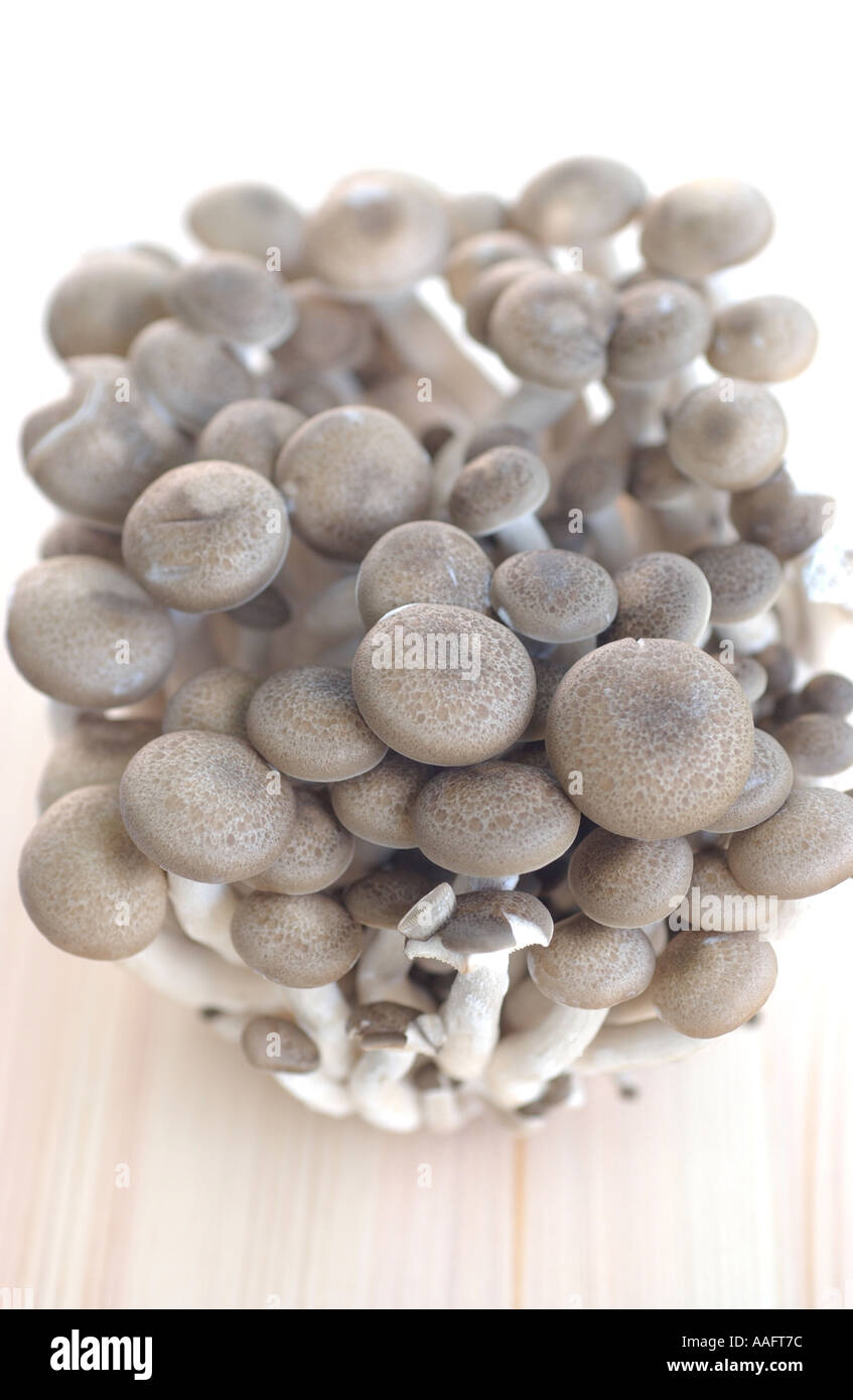 Hon Shimeji mushrooms on light wood background Stock Photo Alamy