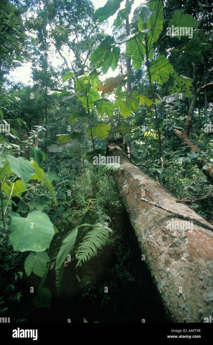 Natural clearing (treefall gap) caused by fall of tree colonized by Macaranga in lowland rainforest in Gunung Mulu National Park Malaysia Borneo Sarawak (part of Sundaland biodiversity hotspot). Stock Photo
