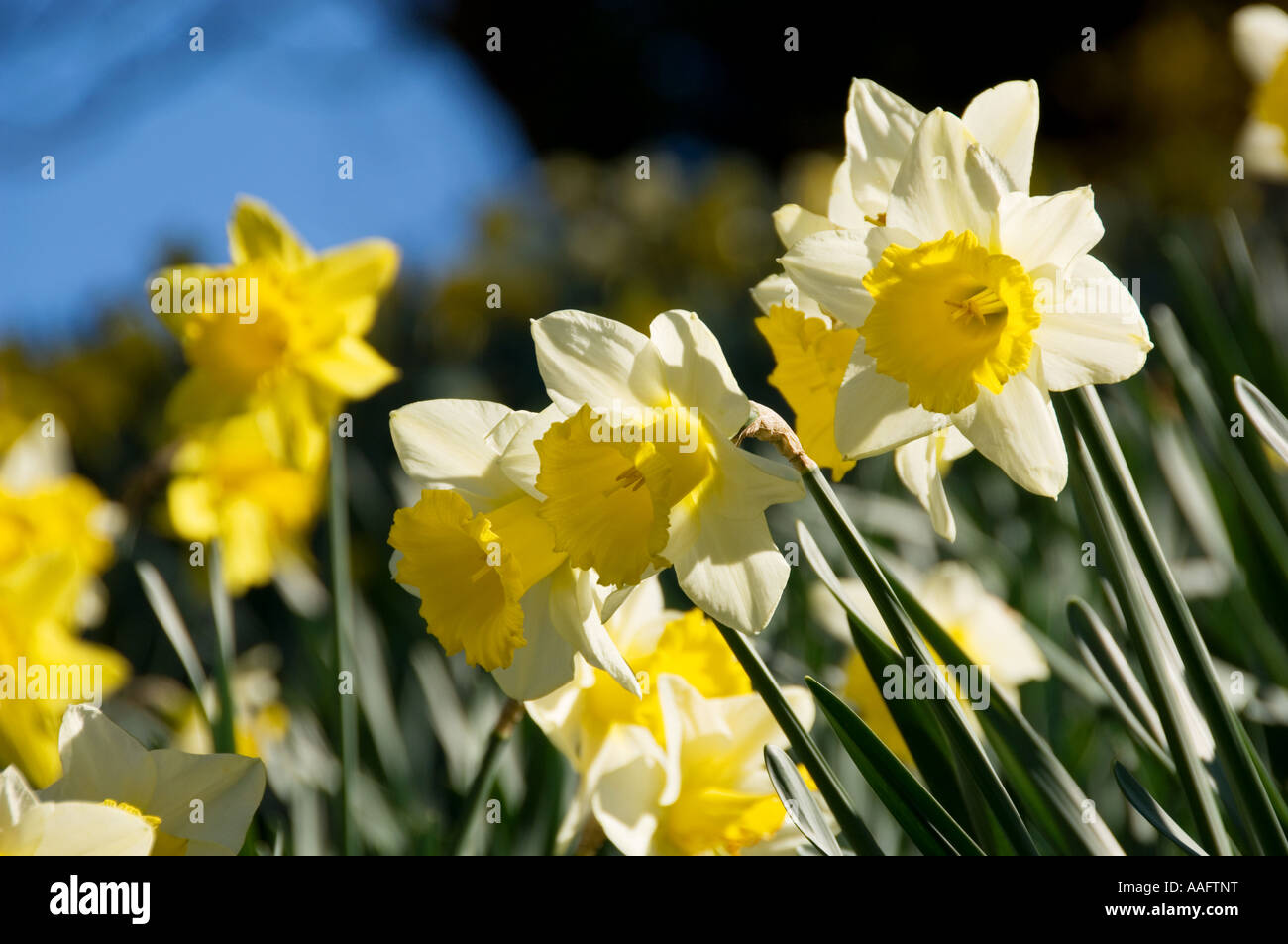 Daffodil in Springtime UK Stock Photo - Alamy