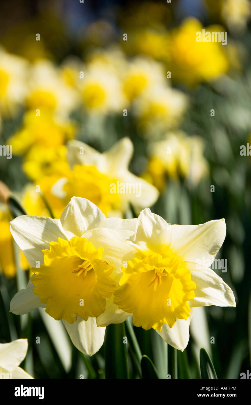 Daffodil in Springtime UK Stock Photo Alamy