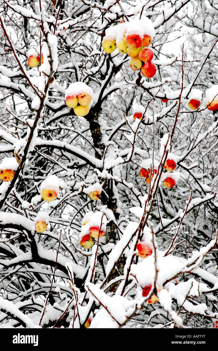 Apple tree in winter with colourful fruit on snowcovered branches