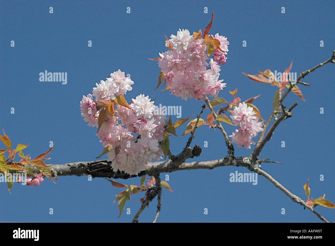 Ornamental Cherry blossom against blue sky. Stock Photo