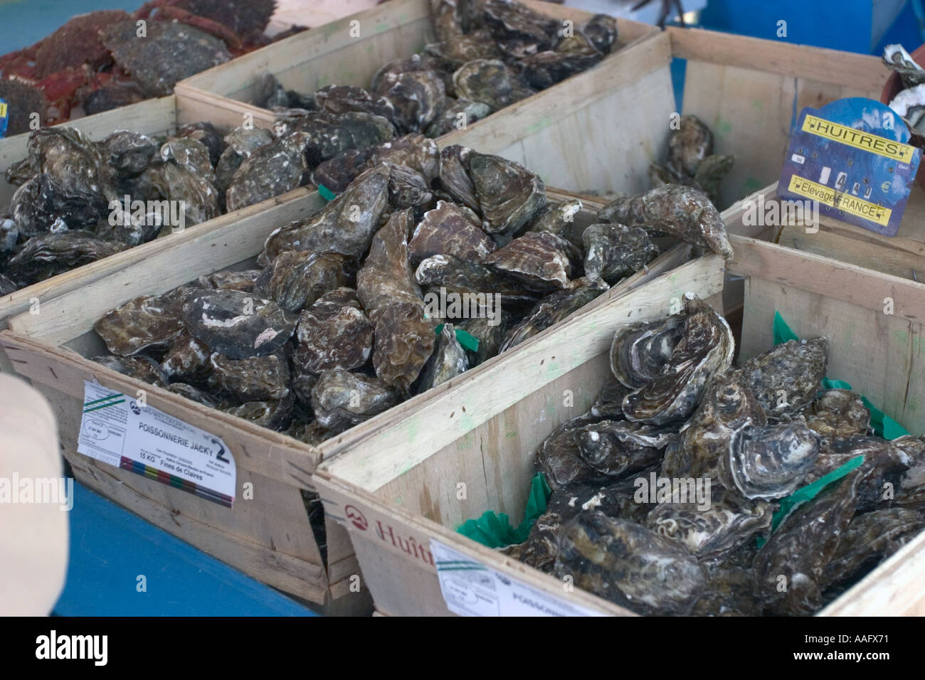 oysters in cover fish market in france Stock Photo