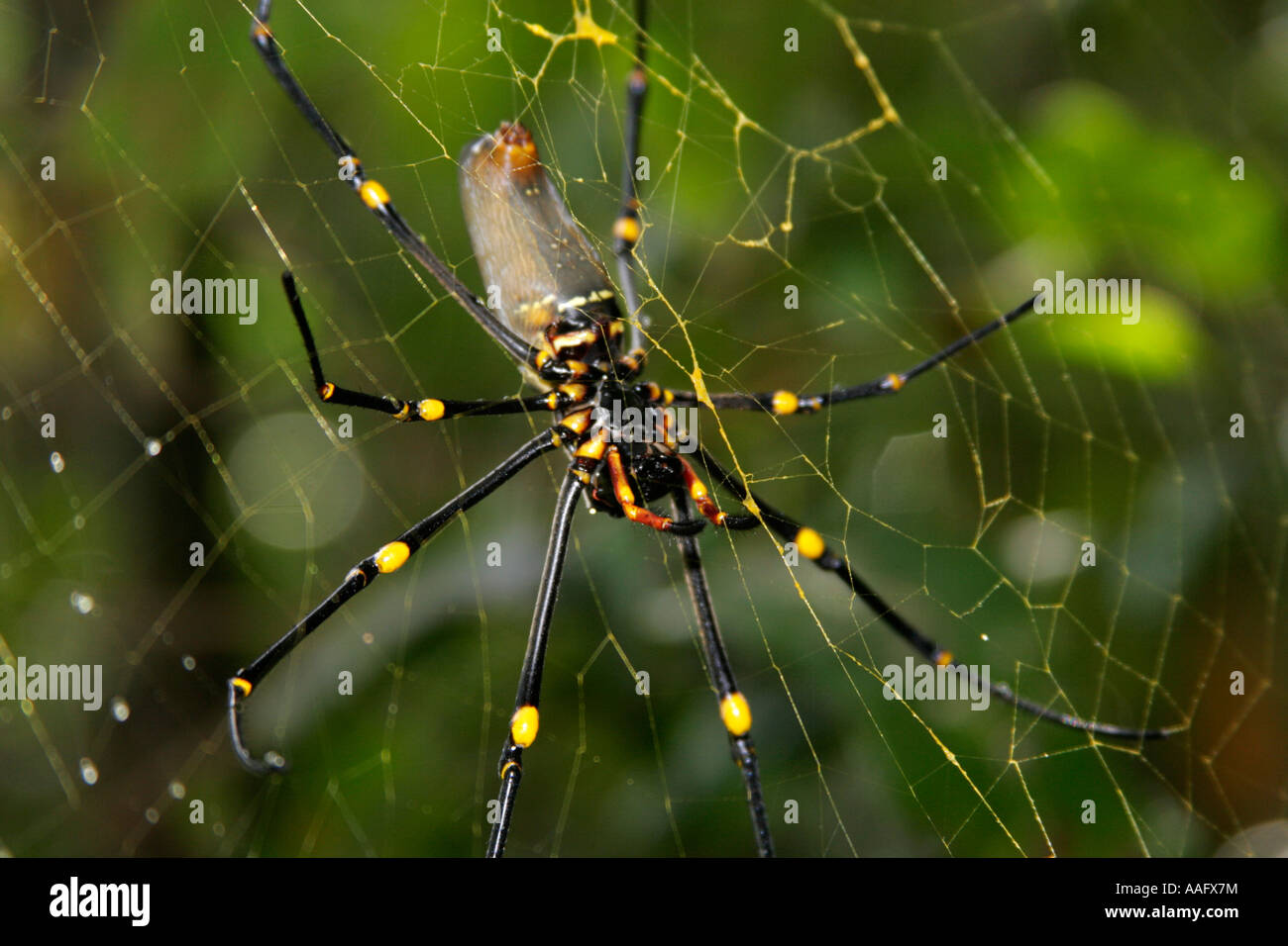 Golden Orb spider Stock Photo Alamy
