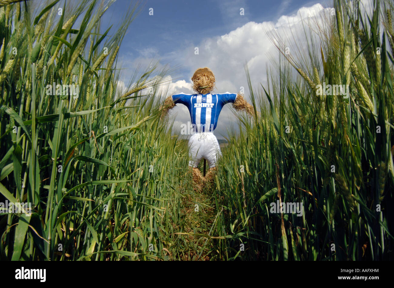 A scarecrow dressed in Brighton and Hove Albion Football Club strip on site of new stadium in  Falmer Stock Photo