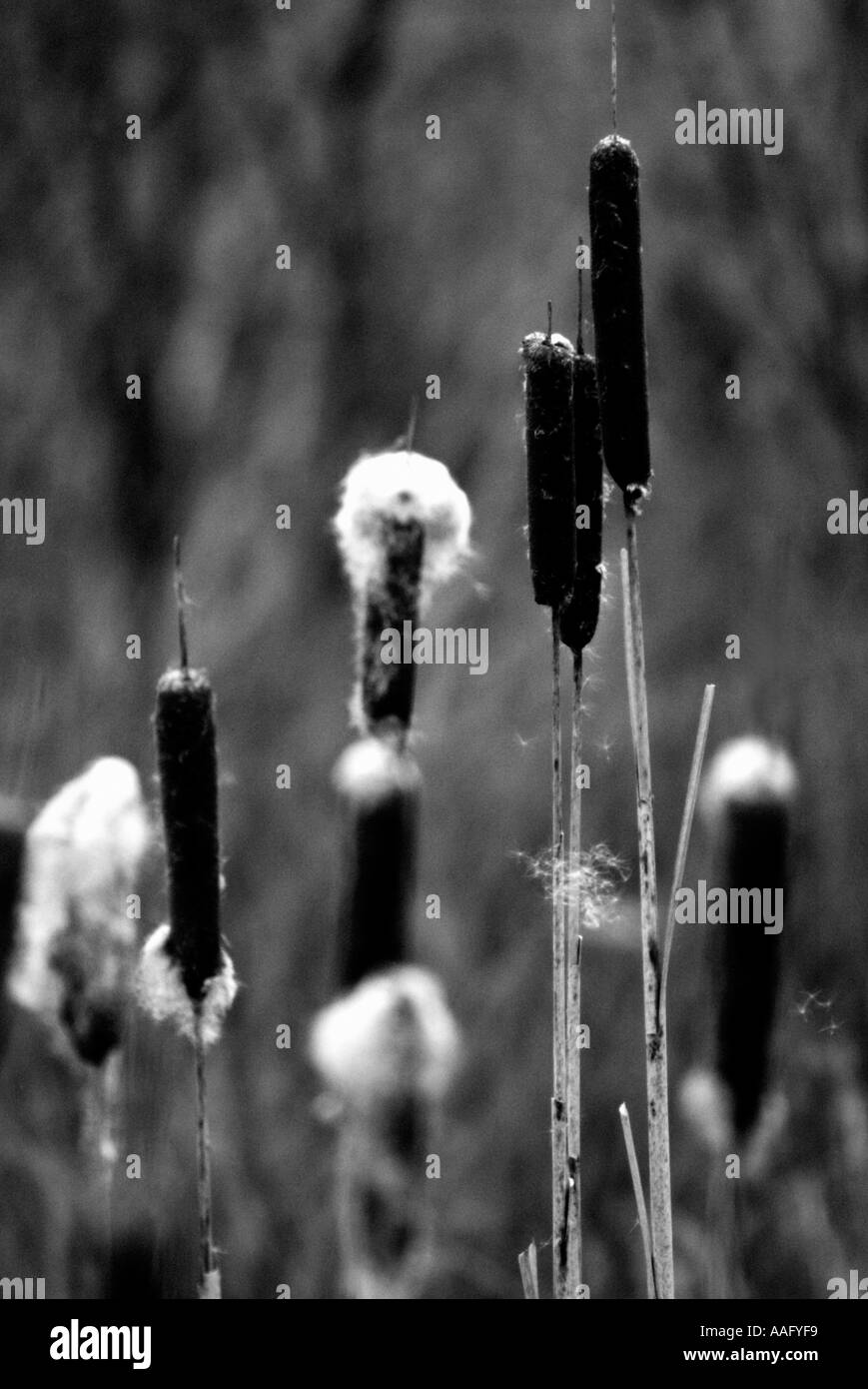 Quilled Bull Rushes Reeds and rushes Black and White Stock Photos & Images - Alamy