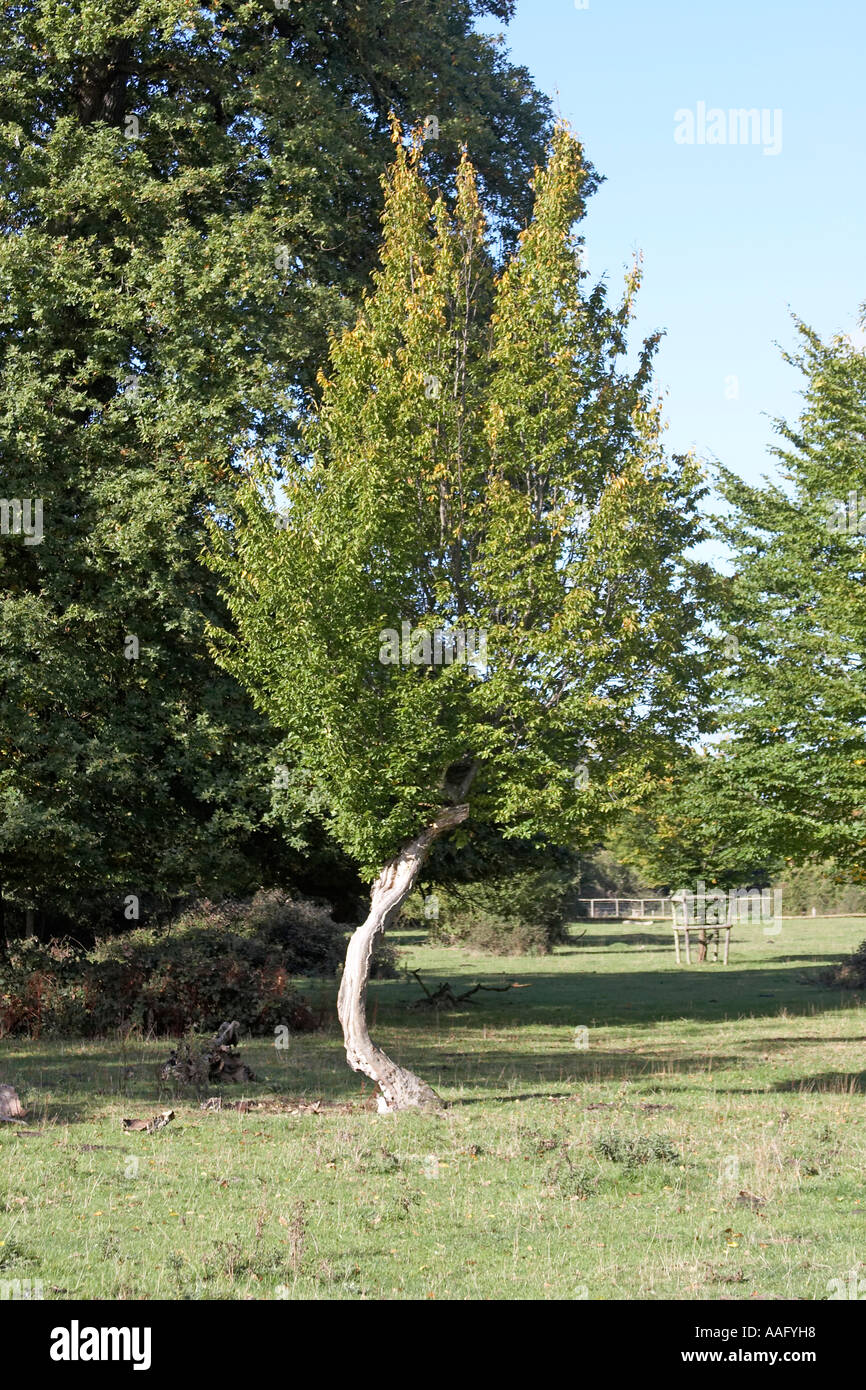 Coppiced hornbeam tree in Hatfield forest Hertfordshire England UK ...