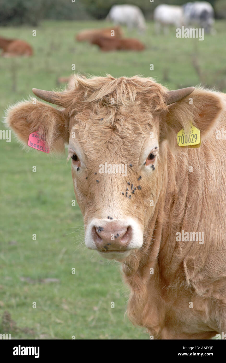 Flies on cattle hires stock photography and images Alamy