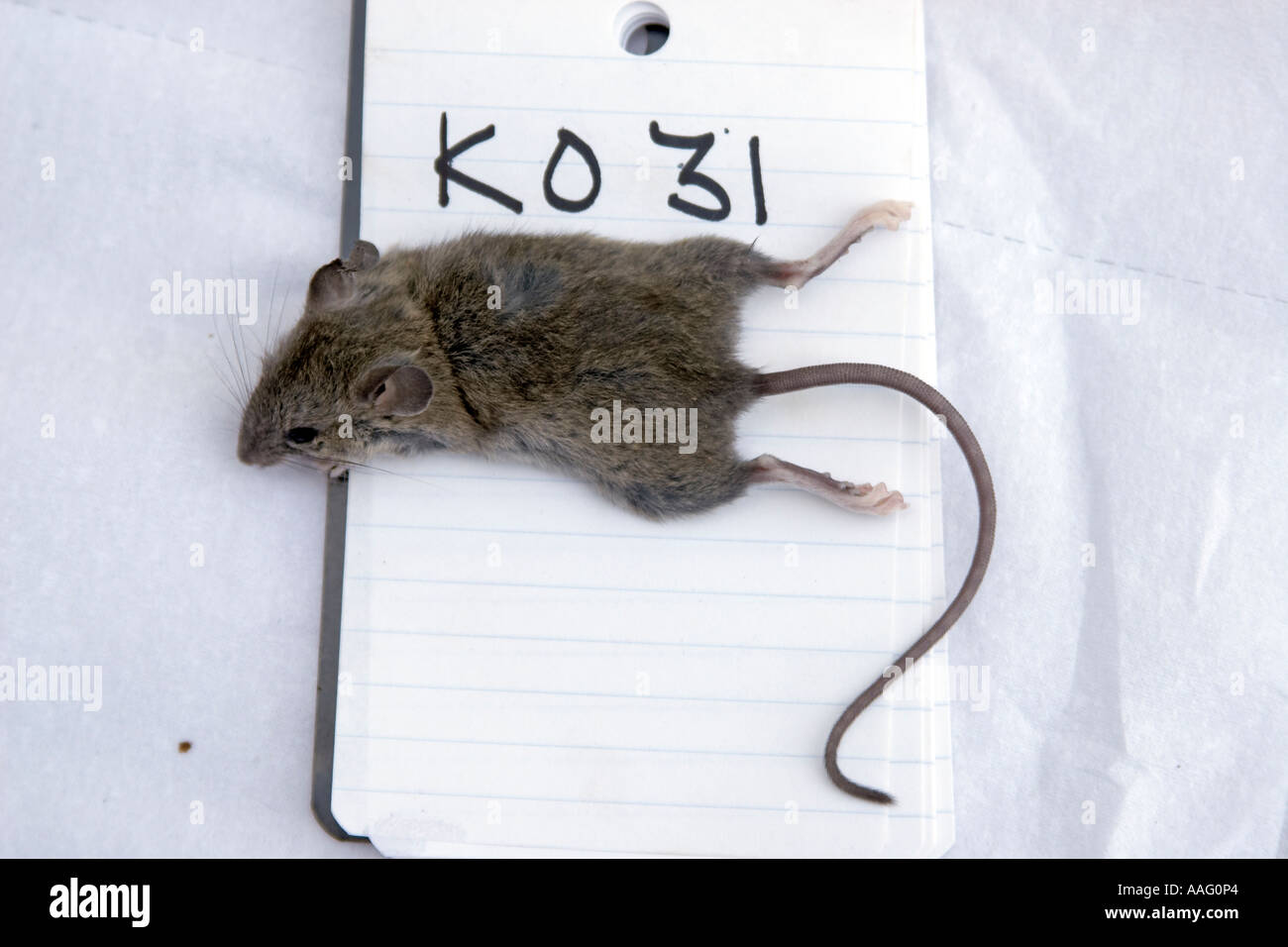 SES Scientific Exploration Society Blue Nile expedition 200511 Stock