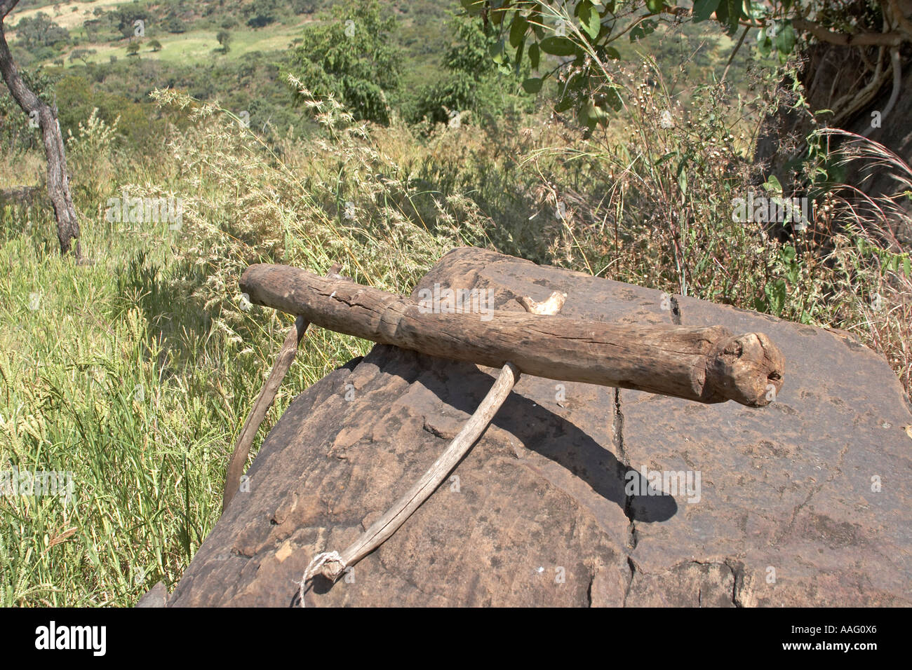 Yoke for ploughing using natural materials near Kuch Ethiopia Africa Stock Photo