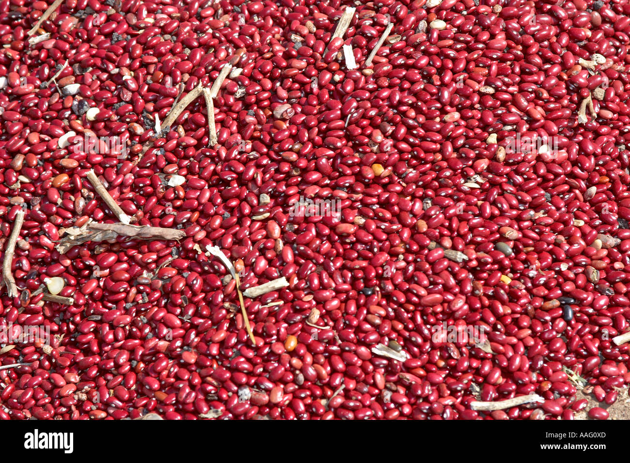 Canavalia bean harvest in Fetan river valley below Kuch Ethiopia Africa Plant nature natural Stock Photo