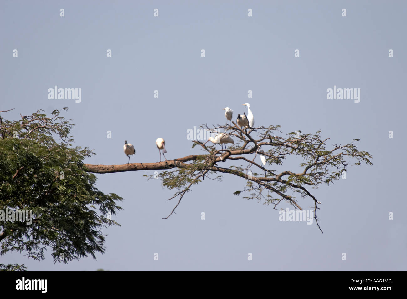 Sacred ibis Spoonbill Cattle egrets in a tree near Kuch Ethiopia Africa Stock Photo