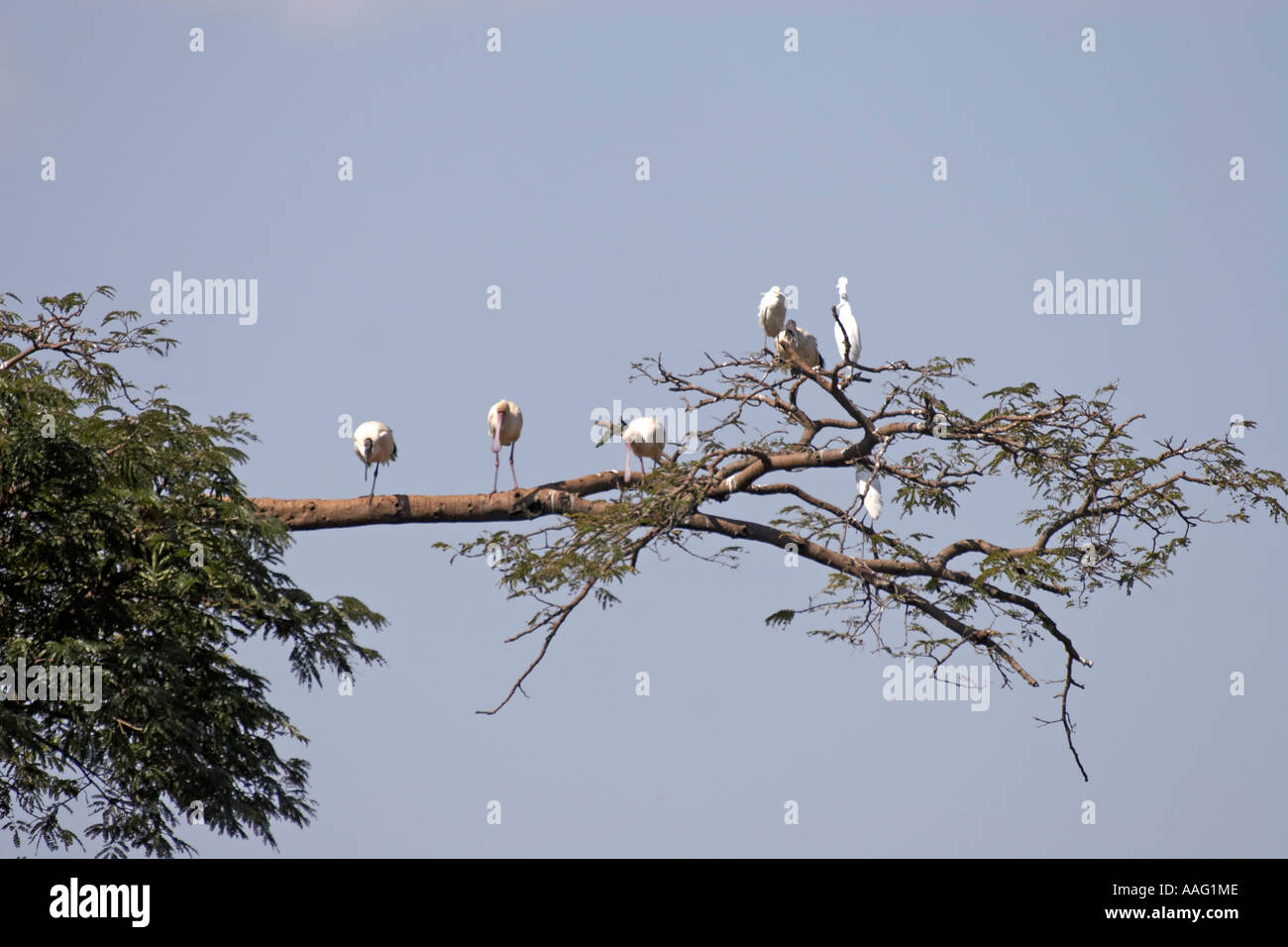 Sacred ibis Spoonbill and Cattle egrets in a tree near Kuch Ethiopia Africa Stock Photo