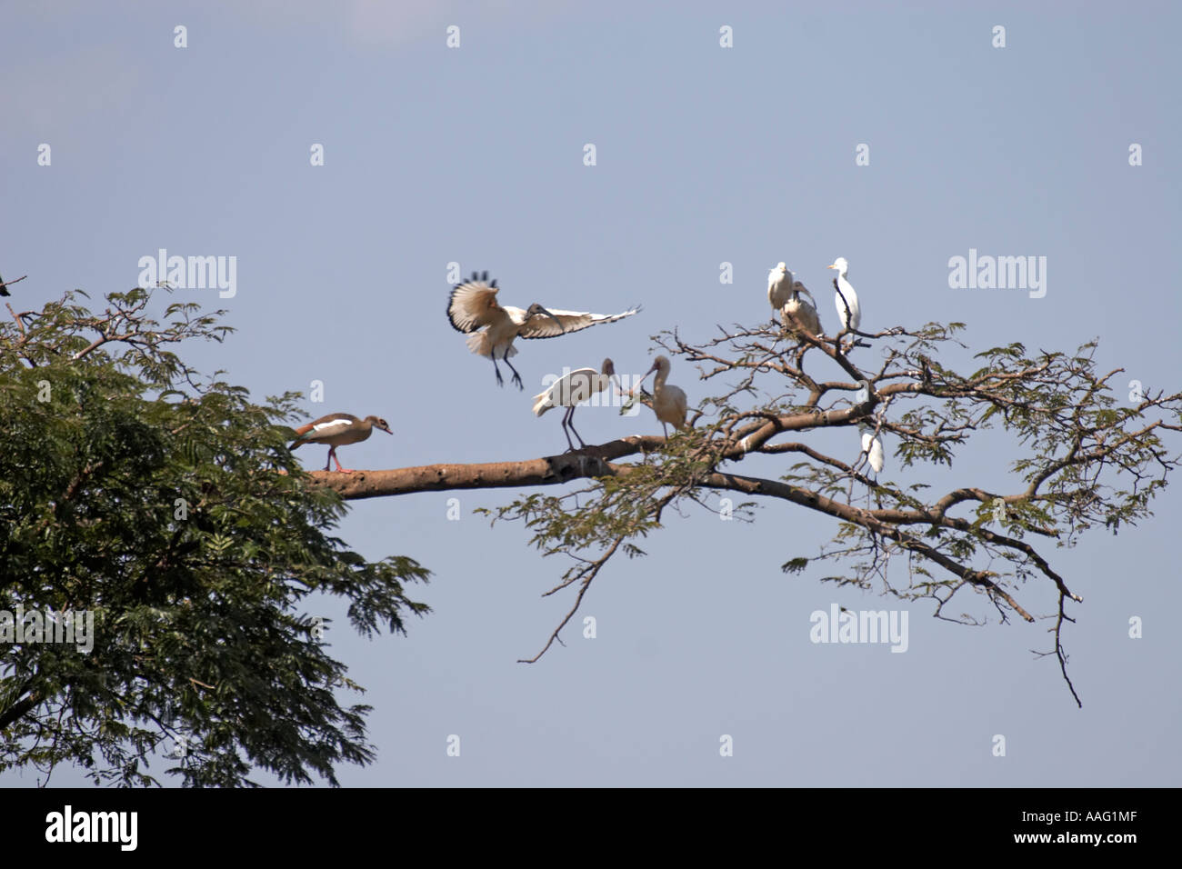 Egyptian goose with Sacred ibis landing Spoonbill and Cattle egrets in a tree near Kuch Ethiopia Africa Stock Photo