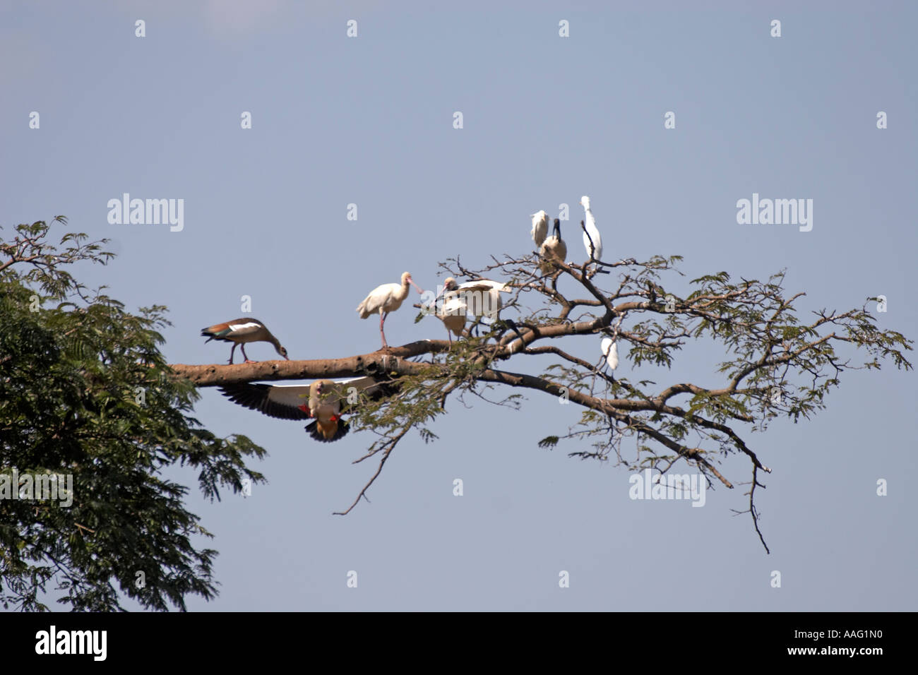 Egyptian goose flying up with Spoonbill Sacred ibis and Cattle egrets in a tree near Kuch Ethiopia Africa Stock Photo