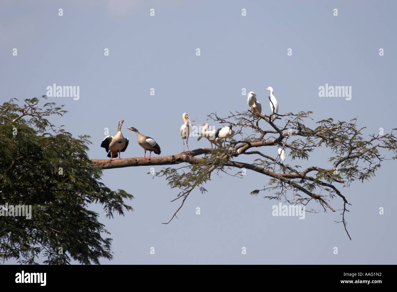 Egyptian geese talking with Spoonbill Sacred ibis and Cattle egrets in a tree near Kuch Ethiopia Africa Stock Photo