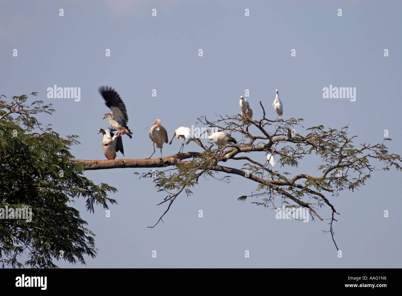Egyptian goose scared away by Spoonbill with Sacred ibis and Cattle egrets in a tree near Kuch Ethiopia Africa Stock Photo