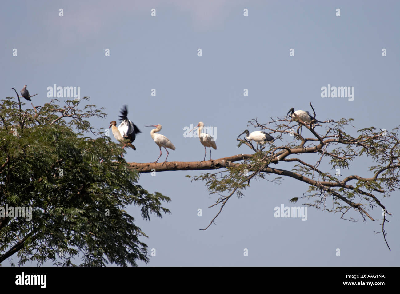 Second Egyptian goose scared away by Spoonbill with Sacred ibis in a tree near Kuch Ethiopia Africa Stock Photo