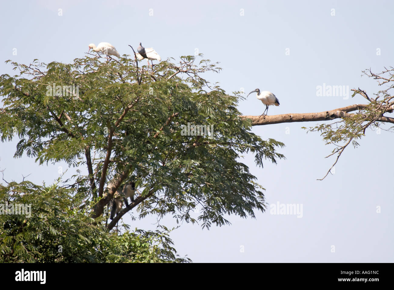 Spoonbill and Sacred ibis in a tree with monkey approaching near Kuch Ethiopia Afric Stock Photo