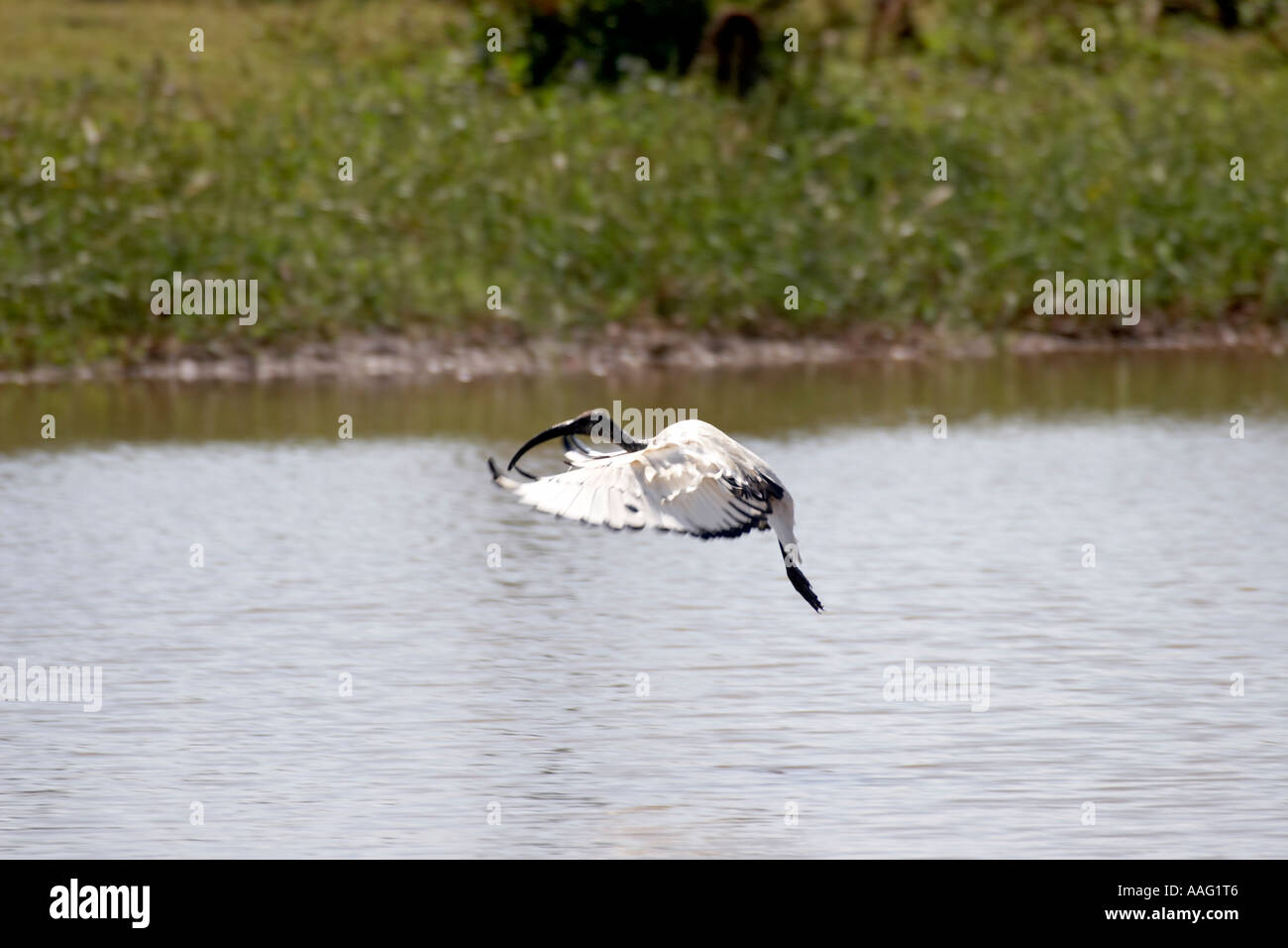Sacred ibis stalling wings for landing in a pool near Kuch Ethiopia Africa Stock Photo