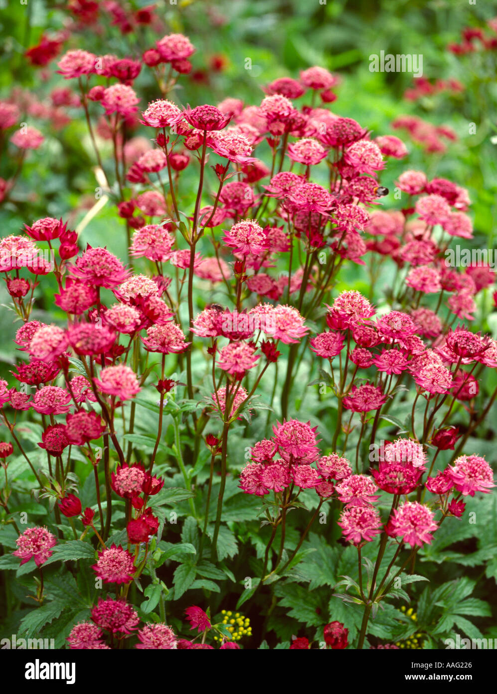 red pink pom pom flower garden Stock Photo - Alamy