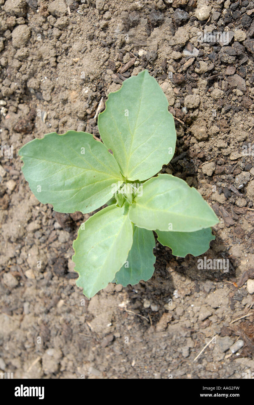 Broad bean plant bunyards hi-res stock photography and images - Alamy