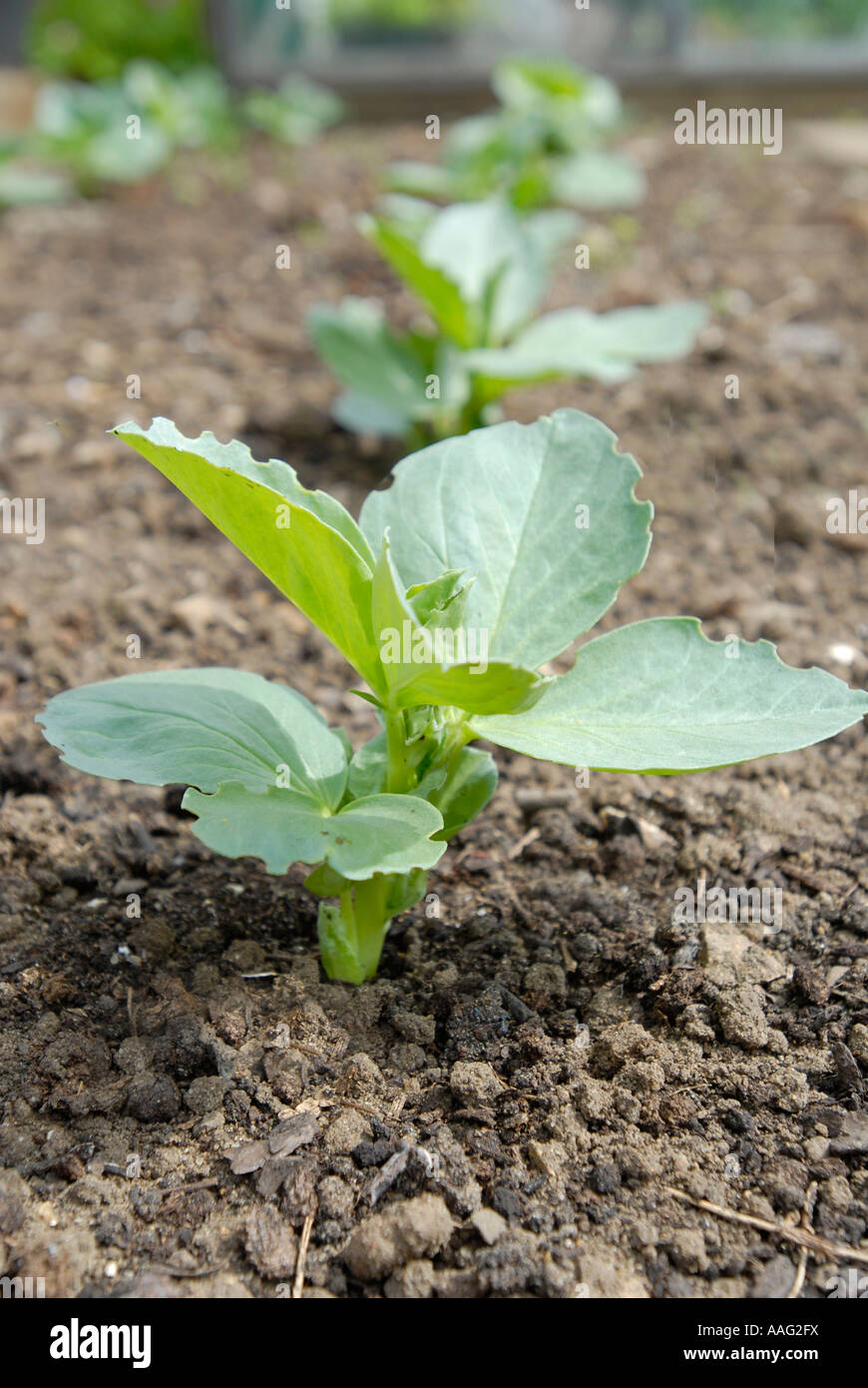 Broad bean bunyards exhibition hi-res stock photography and images - Alamy