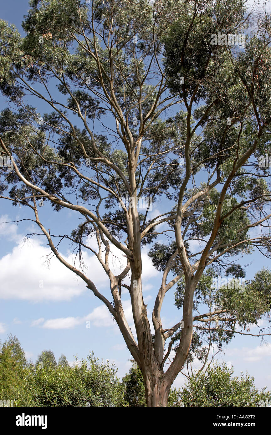 Giant eucalyptus tree near Emperor Menelik s old Palace in Entoto hills