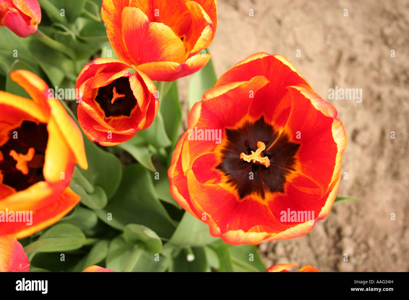 Close up view of inside of Tulips,Spalding,Lincolnshire,england,UK Stock Photo