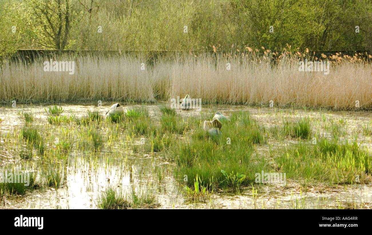 Hackney marsh hires stock photography and images Alamy