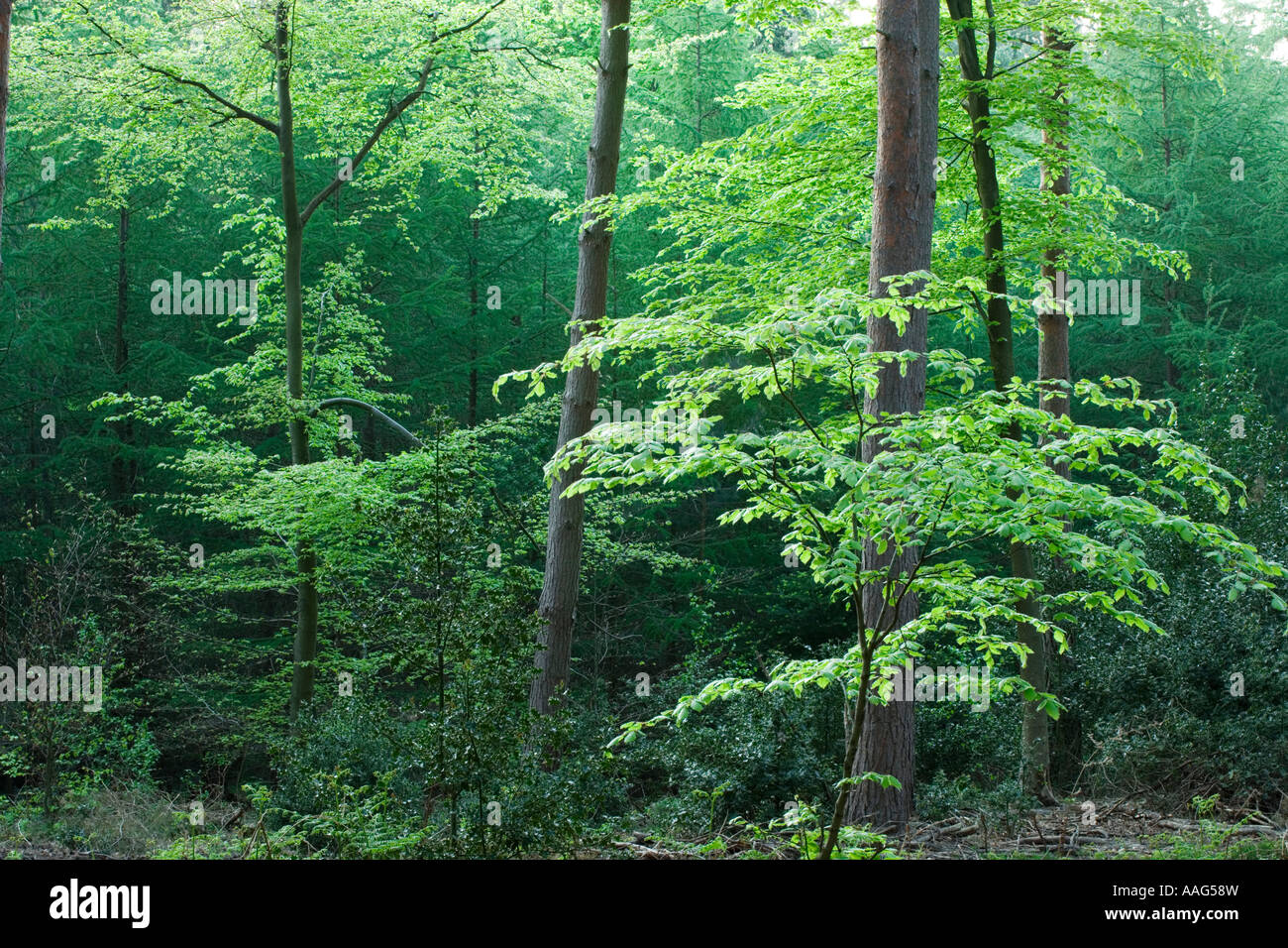 Mixed woodland, conifers and broadleaved trees. Netley Heath, Surrey, UK. Stock Photo