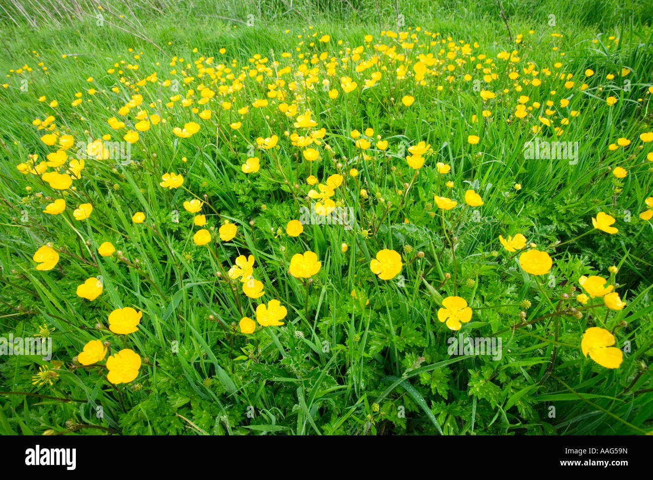 Creeping Buttercup, Ranunculus repens Stock Photo Alamy