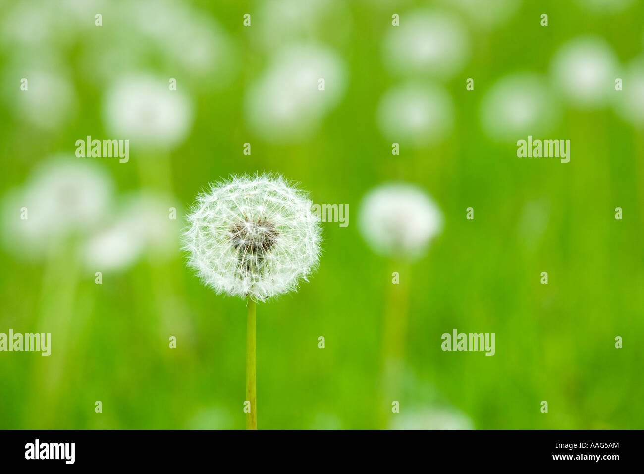 Dandelion, Taraxacum, seed head Stock Photo