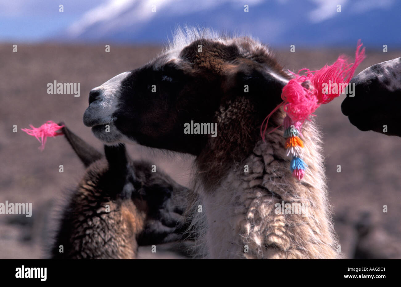 Llama en peru hi-res stock photography and images - Alamy