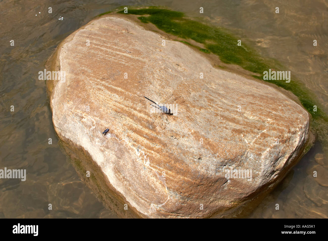 Blue Dragonfly on a rock on wildlife and nature survey in river valley ...