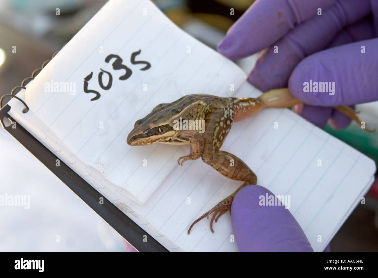 SES Scientific Exploration Society Blue Nile expedition 200511 Stock